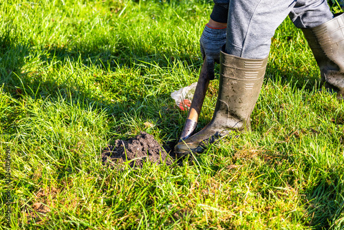 Gardener pushing shovel into lawn soil to excavate mole burrow