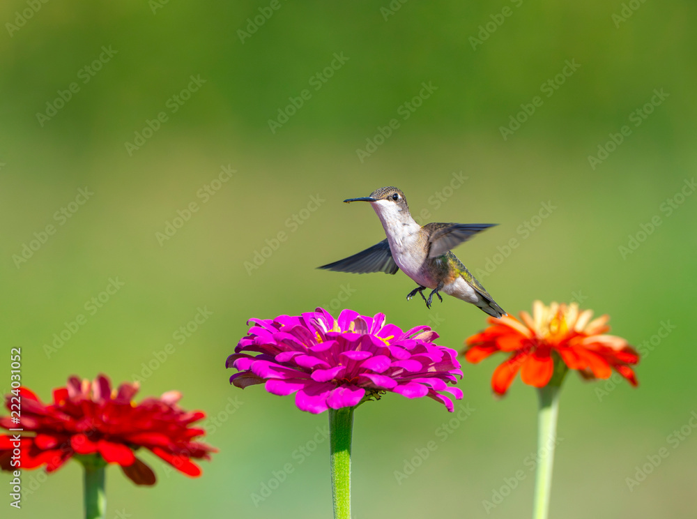 Naklejka premium close up on flying ruby throated hummingbird above flower