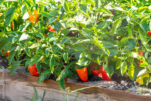 Fresh red and orange peppers ripening on plants in raised garden