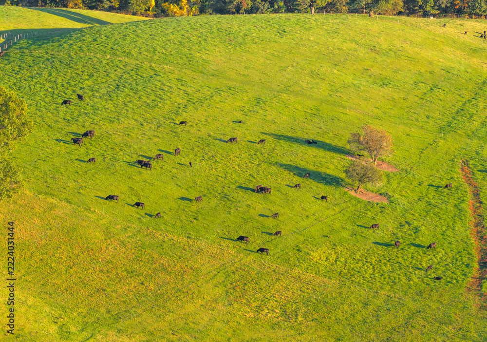 Fototapeta premium aerial view of autumn pasture green meadow and cattle