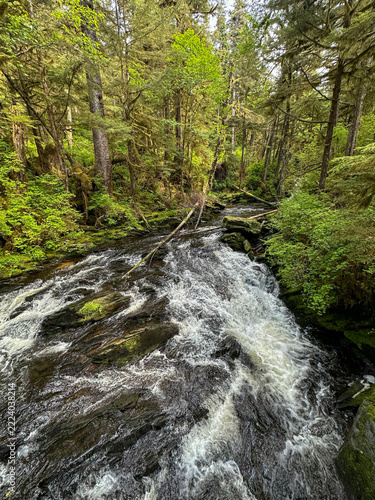 Tall old growth forest canopy in lush Alaskan temperate rainforest