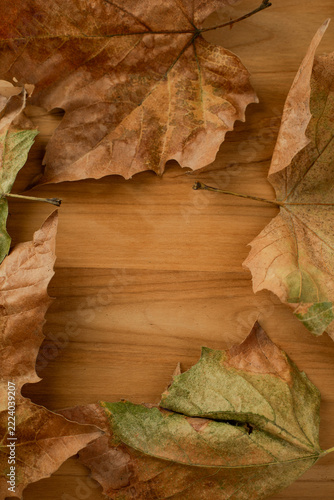 Dry Autumn Maple Leaves on Wooden Background with Copy Space