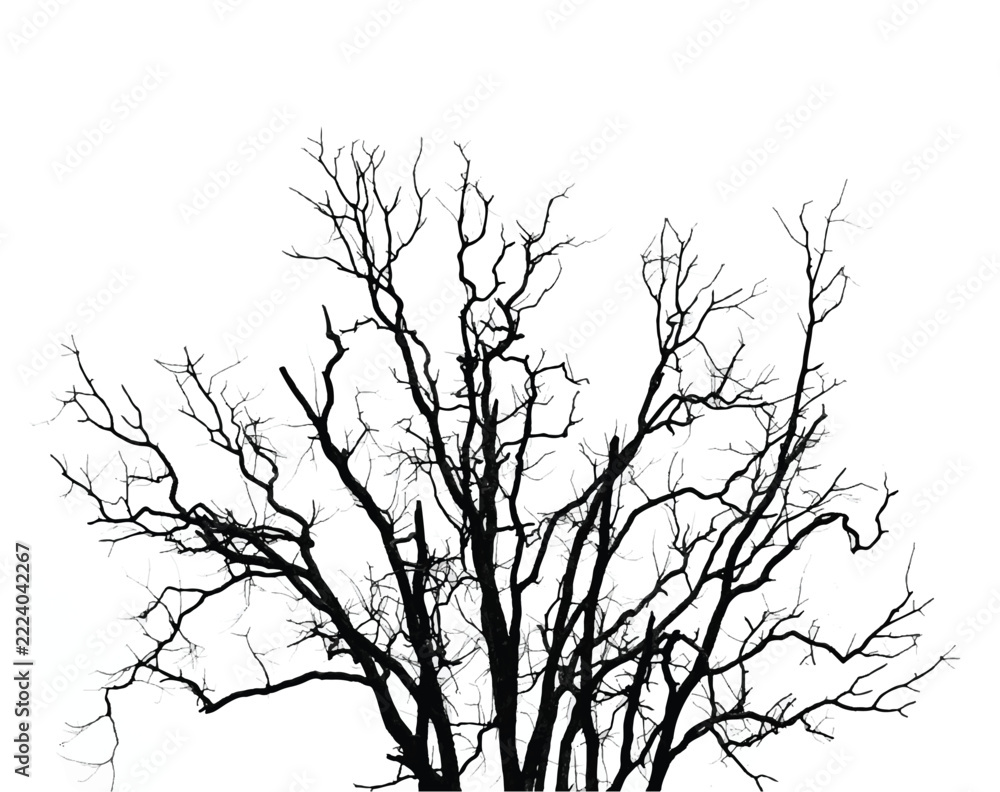 Fototapeta premium Silhouette of bare tree with branches isolated on white. Black and white vector illustration 