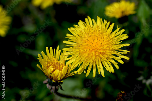 Yellow dandelion, taraxacum officinale, flower on spring meadow.