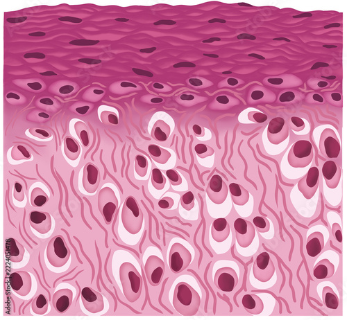 Elastic cartilage tissue for Biology