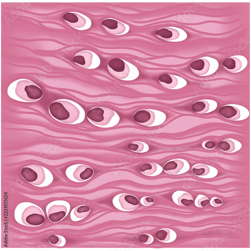 Fibrous cartilage tissue structure for biology 