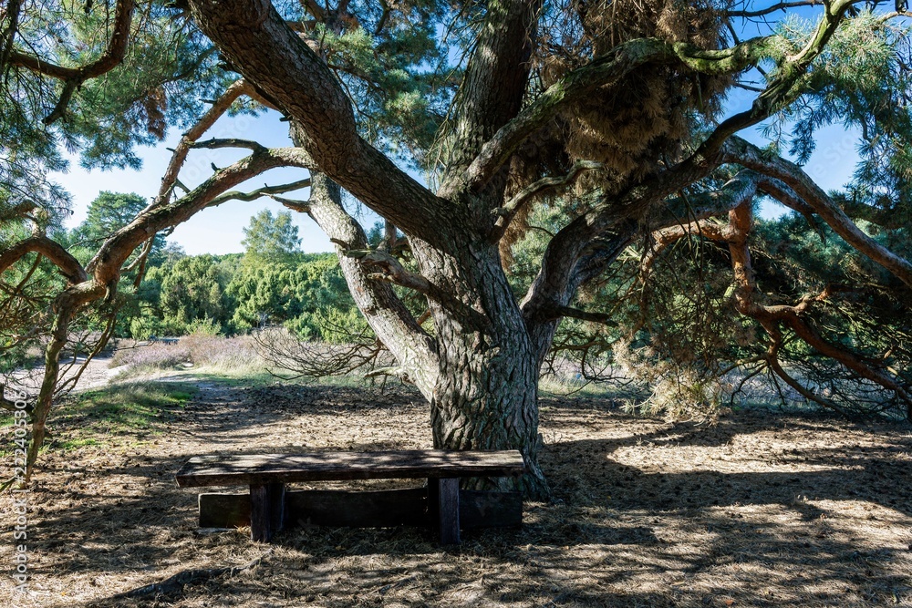 Obraz premium Nature shot of a wonderful resting spot beneath a majestic tree in an autumnal heath landscape.