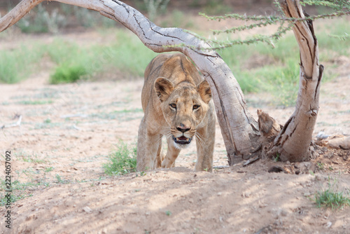 Lioness walking toward camera under a curved acacia branch