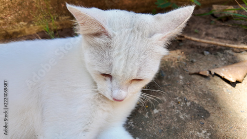 White Cat Resting on Ground with Natural Background