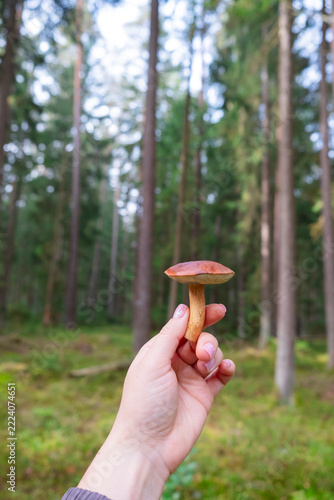 Woman’s Hand Holding a Freshly Picked Young Mushroom During a Forest Foraging Walk.