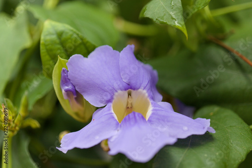 Flowering Thunbergia laurifolia,  blue trumpet vine, natural macro floral background