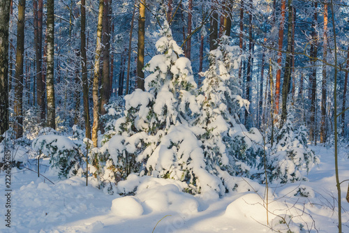 Small evergreen trees carry thick snow in winter forest