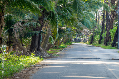 Quiet Tropical Road Lined with Coconut Palm Trees. Empty paved road winding through lush tropical vegetation and coconut palms in warm natural daylight.