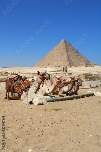 A cluster of four ornate dromedary camels is resting on the sand, kneeling near some old irrigation pipes. Their colorful, fringed saddles are clearly visible. The Great Pyramid and the Sphinx