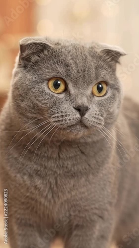 Cute Scottish Fold Cat Looking Directly at Camera Portrait Close Up