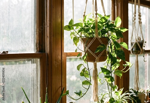Golden pothos plant in macrame hanger by window