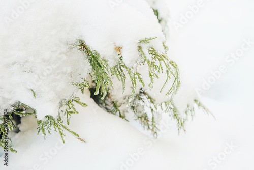 Green evergreen branches covered in fresh white snow and glistening ice on a cold winter day