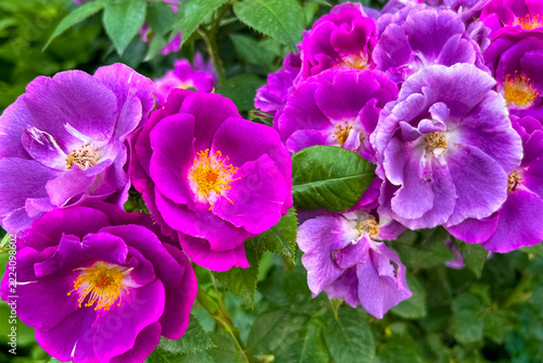Purple rose flowers bloom in a garden with green leaves visible in the blurred background