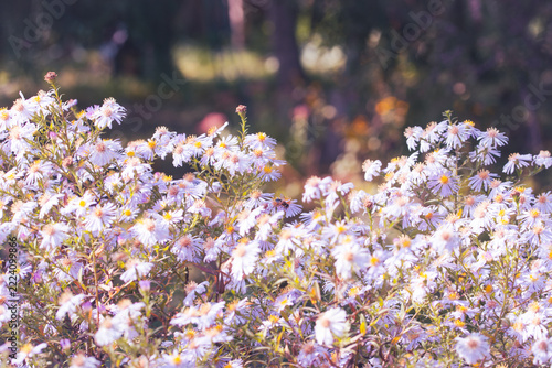 Artistic composition of scattered pink and yellow wildflowers under clear blue sky