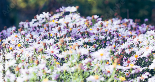 Close-up view of small perennial flowers thriving in lush green meadow grass
