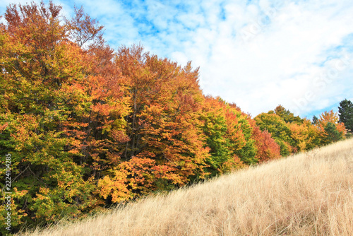 Vibrant autumn landscape with a dense forest glowing in warm colors and a slope covered with golden grass, symbolizing the calm transition of nature before winter comes.