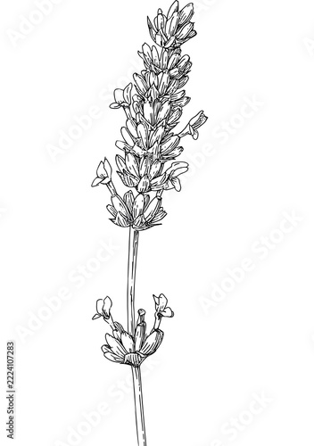 A lavender plant coloring page
