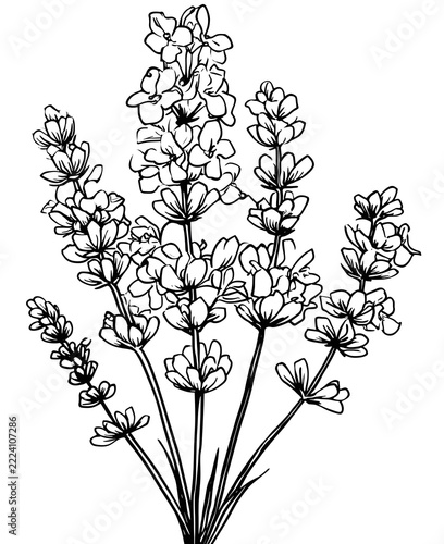 Lavender flower coloring page