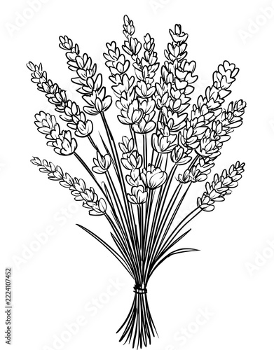 A lavender plant coloring page