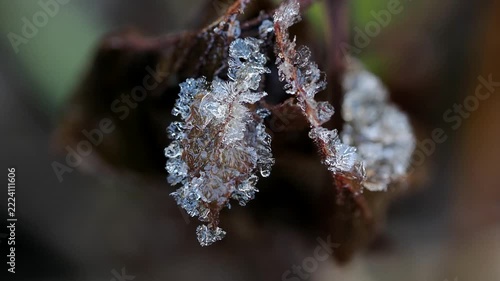 showing delicate frost crystals adorning dried plant Melting stems in a close-up macro winter scene.