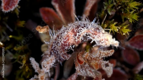 showing delicate frost crystals adorning dried plant Melting stems in a close-up macro winter scene.