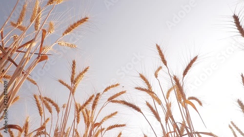 Wheat harvesting in the summer. Golden ear of ripe wheat on the field in wind