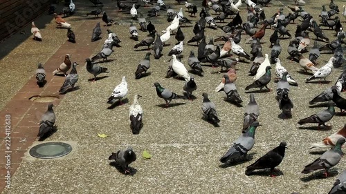 Pigeon Different From All Other Pigeons