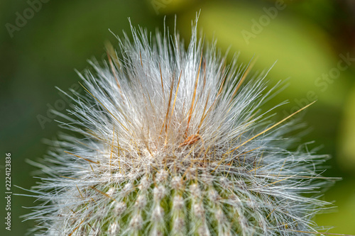 Cactus cierge laineux argenté dans les Cabanes-de-Salaison à Mauguio, Hérault, France