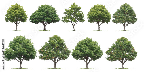 Green Deciduous Trees Clipart Collection, Realistic Leafy Garden Trees Set, Isolated Botanical Nature Illustrations