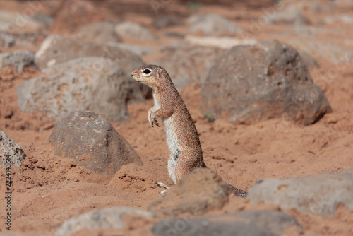 Ground squirrel standing upright on red sand among rocks, Djibouti