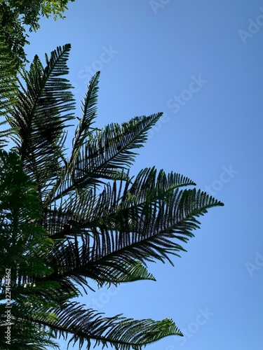 clear blue sky with bottom up view background