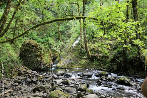 Arch tree - Bridal Veil Creek - Oregon