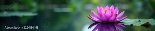 Serene purple lotus blossom floats on calm pond water, ample copy space , flower, water lily