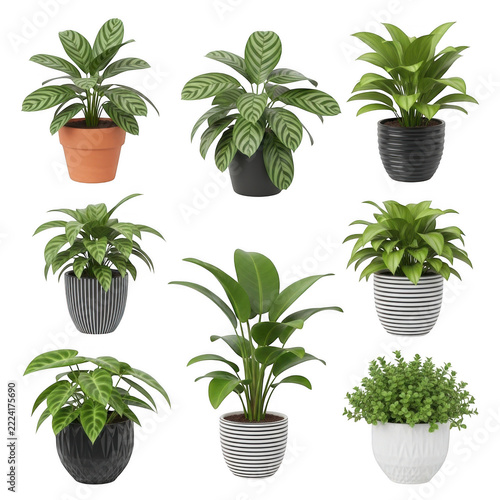 Six houseplants in black and green pots