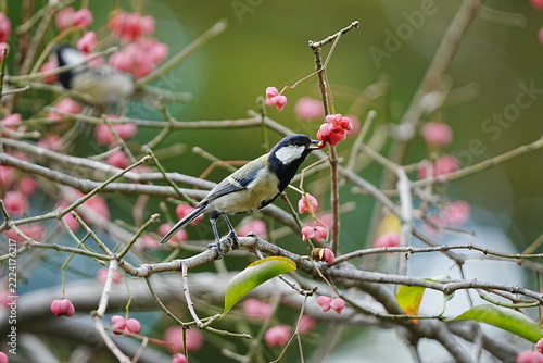 Great Tit Eating Euonymus Berries on a Branch