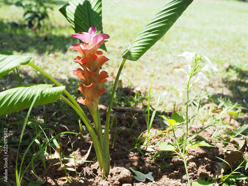 Siam tulips growing in the ground—they look naturally beautiful.