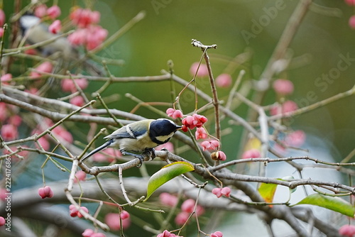 Great Tit Eating Euonymus Berries on a Branch