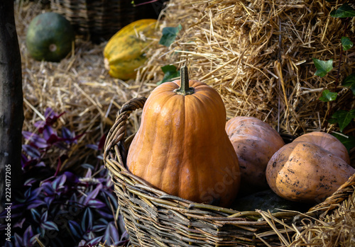 A pear-shaped squash lies in an old wicker basket