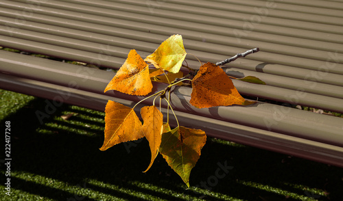 A small branch with autumn leaves lying on a metal benc