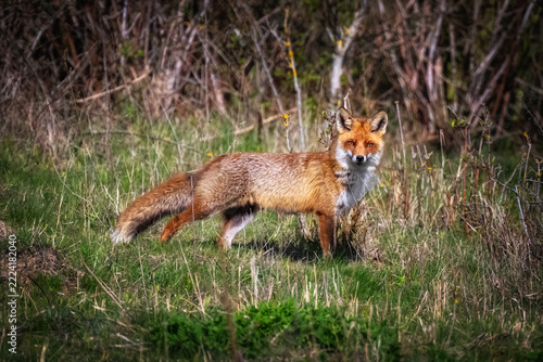 Seitliche Ansicht von einem Rotfuchs auf einer Lichtung im Wald