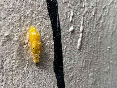Yellow Larva with Black Spots Clinging to Gray Painted Wall Surface Ne