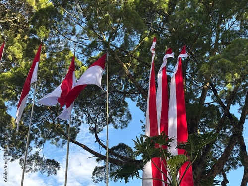 The Indonesian flag waves beneath a shady tree in the park