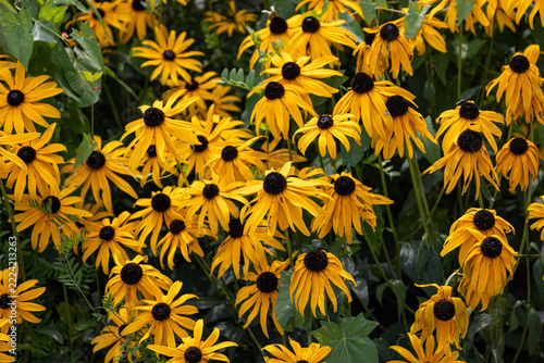 Black-eyed susans blooming yellow in summer garden