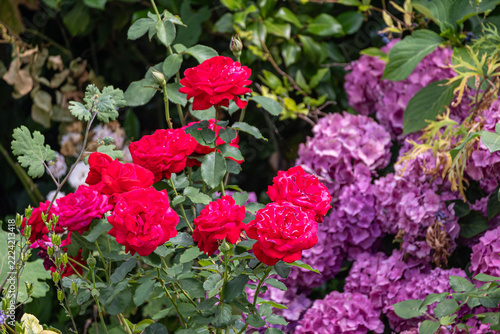 Red roses blooming in a garden with purple hydrangeas