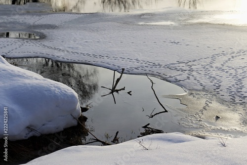 Melting river with thin ice and detailed animal tracks on white snow in early March, serene nature landscape during the transition from winter to spring season
